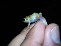 Pristimantis viejas