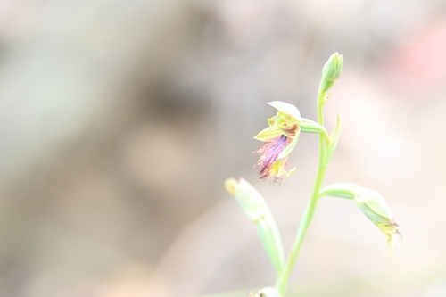 Image of Calochilus campestris by (c) Sofia Zvolanek, some rights reserved (CC BY)