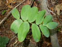 Polygonatum biflorum commutatum