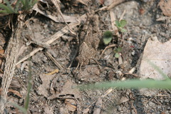 Trilophidia annulata