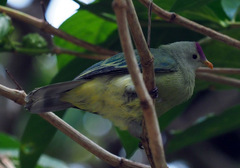 Ptilinopus chalcurus