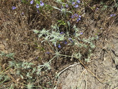 Eryngium petiolatum