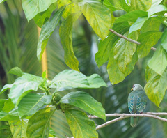 Ptilinopus chalcurus