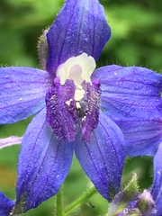 Delphinium trolliifolium