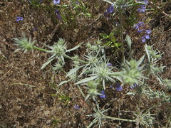 Eryngium petiolatum
