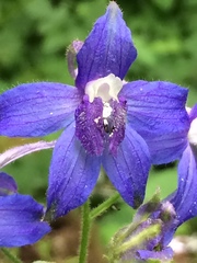 Delphinium trolliifolium