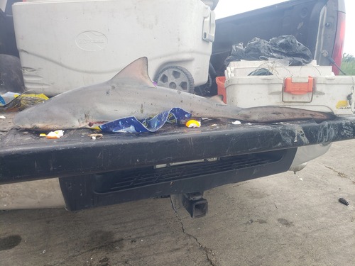 Bull Shark photographed in Louisiana