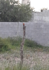 Pyrocephalus rubinus