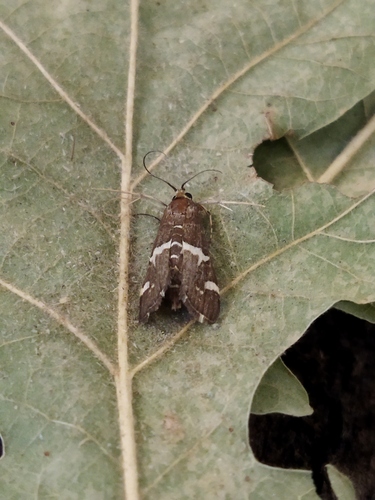 Hawaiian Beet Webworm Moth, 4292 Dobri dol, Bulgaria, photo 9 of 10