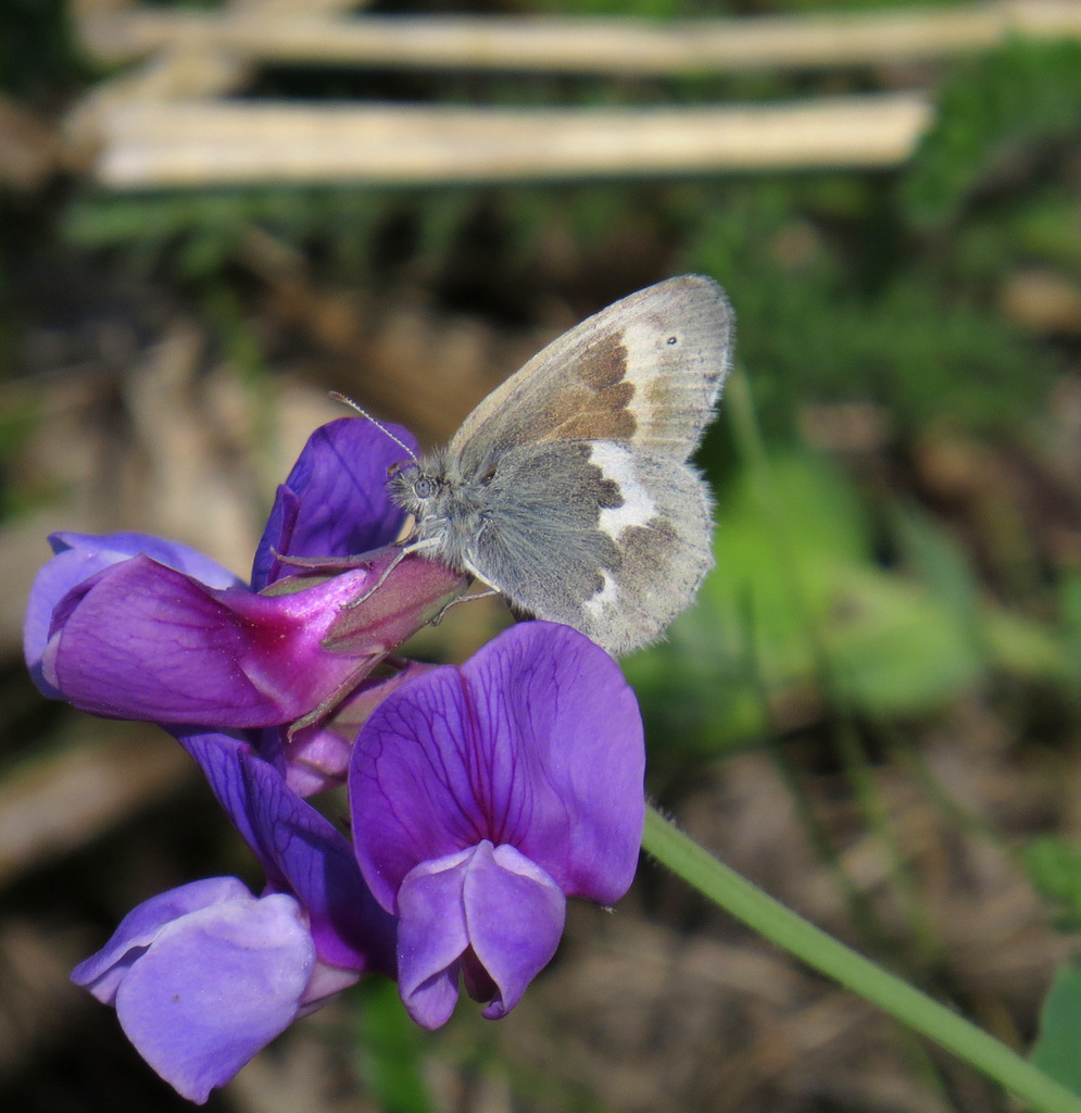 Large Heath