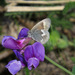 Kodiak Ringlet - Photo (c) Nick Block, some rights reserved (CC BY), uploaded by Nick Block