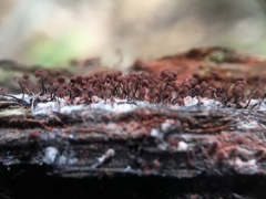 Cribraria cancellata