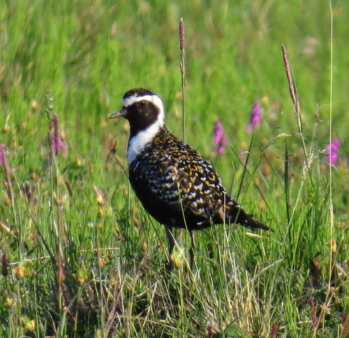 Chorlito dorado americano (Pluvialis dominica)