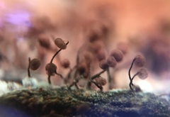 Cribraria cancellata