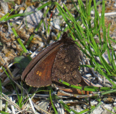 Ross's Alpine