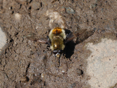Sericomyia flagrans