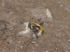 Sericomyia flagrans