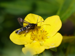 Synanthedon arctica