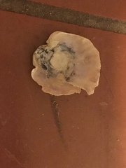 Pododesmus macrochisma