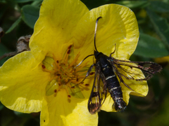 Synanthedon arctica