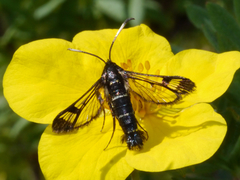 Synanthedon arctica