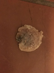 Pododesmus macrochisma