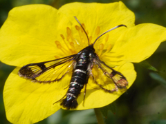 Synanthedon arctica