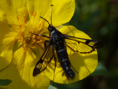Synanthedon arctica