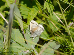 Coenonympha tullia