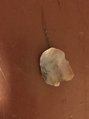 Pododesmus macrochisma