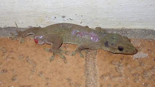 Gehyra oceanica observed 2024-10-01