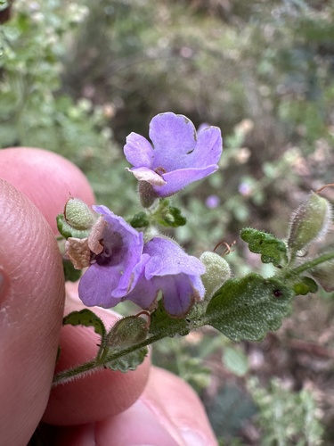 Image of Prostanthera incana by (c) prossington, some rights reserved (CC BY)