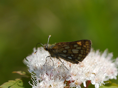 Carterocephalus skada