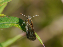 Carterocephalus skada