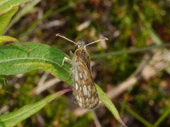 Carterocephalus skada