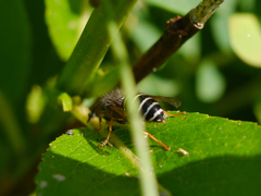 Dolichovespula albida