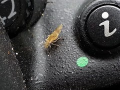 Graphopsocus cruciatus