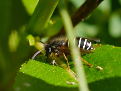 Dolichovespula albida