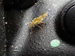 Graphopsocus cruciatus