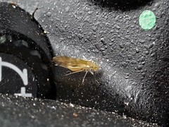 Graphopsocus cruciatus