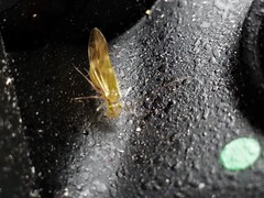 Graphopsocus cruciatus