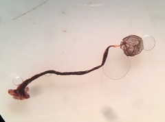 Cribraria cancellata