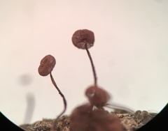 Cribraria cancellata