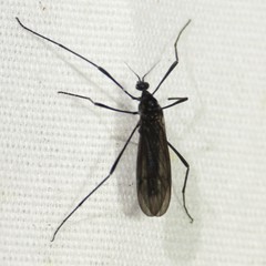 Eugnophomyia