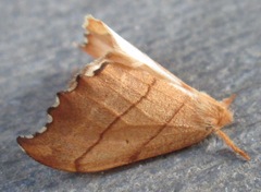 Drepana bilineata