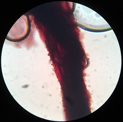 Cribraria cancellata