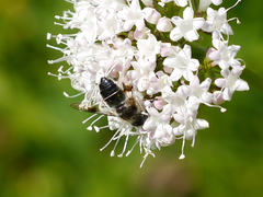 Eristalis rupium