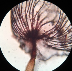 Cribraria cancellata