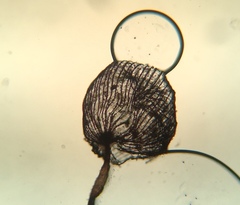 Cribraria cancellata