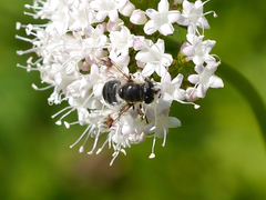 Eristalis rupium